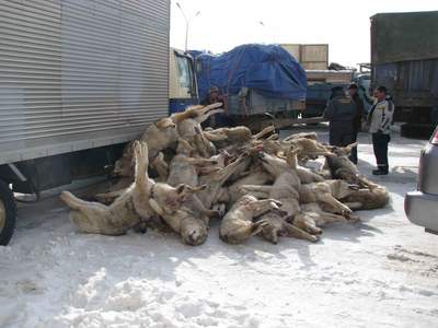 Гааль бол мэргэжлийн тусгай чиг үүрэгтэй байгууллага