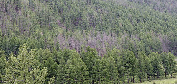 Санзайд самар түүхээр явсан иргэн сураггүй алга болжээ