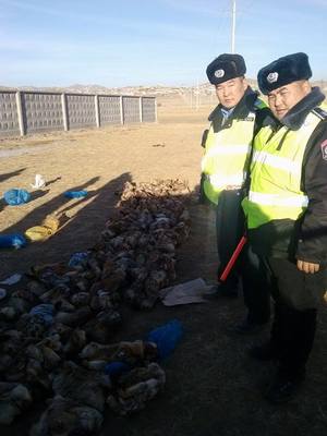 Хууль бусаар тээвэрлэсэн 104 тарвагыг илрүүллээ