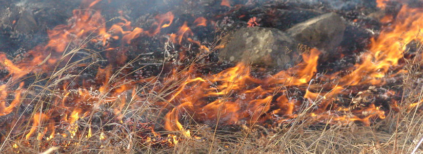 Аянганы улмаас түймэр гарчээ