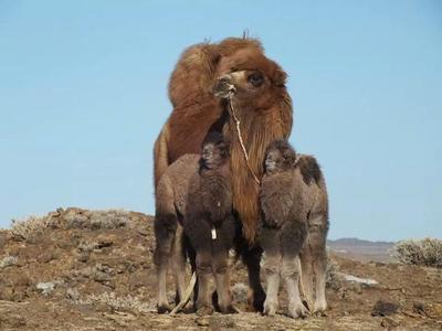 Ингэнд ботго авахуулах ёсонг ЮНЕСКО-д бүртгэлээ