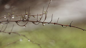 Хаврын анхны бороо орлоо