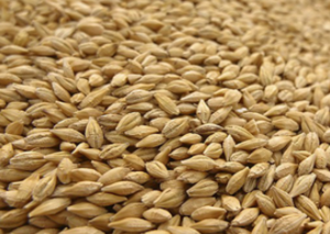 30 хувийн урьдчилгаа авч үрийн буудай олгоно