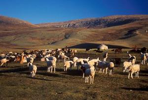 ”Мянгат” хулгайчид