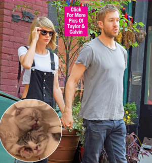 Тэйлор Свифтэд муур бэлэглэв