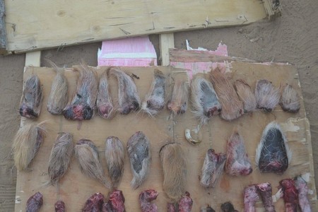 Дархан цаазат амьтны эд, эрхтнийг хил нэвтрүүлэхээр завджээ