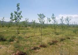 Нийтийн дуучид  “Хайрын төгөл” байгуулна