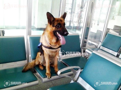 Хар тамхины ангууч ”Зөгий”