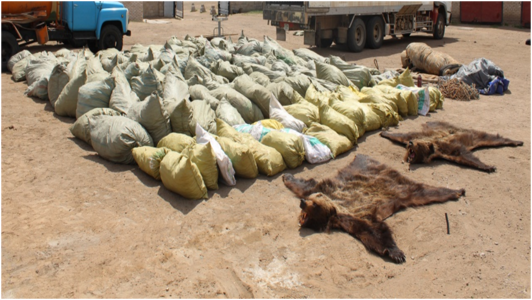 Баавгайн арьс нэвтрүүлэхийг завджээ