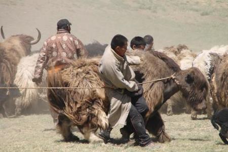 Сарлагийн наадгай болно