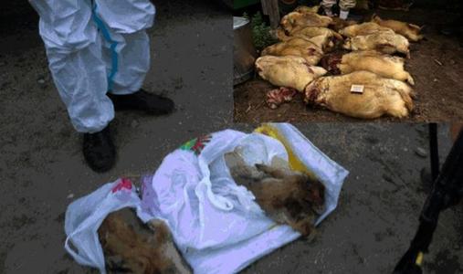 Хураагдсан тарвагыг устгалд орууллаа