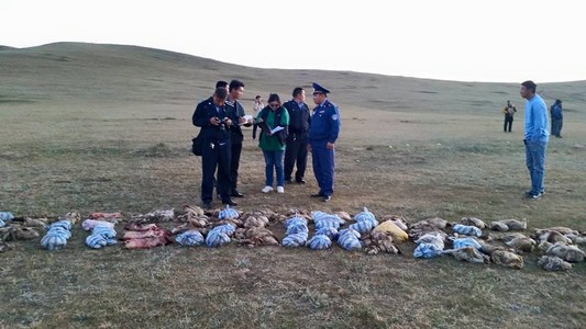 352 ширхэг тарваганы түүхий тулам илрүүлжээ