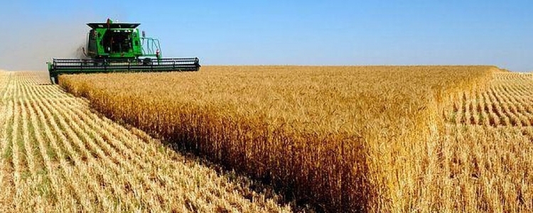 17 мянган тонн үр тариа хураагаад байна