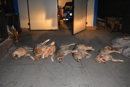 Хөлдөөсөн үнэг, чоно хадгалж байжээ