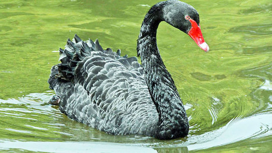 “Хар хунгууд” буюу дэлхийн эдийн засагт заналхийлж буй аюул 