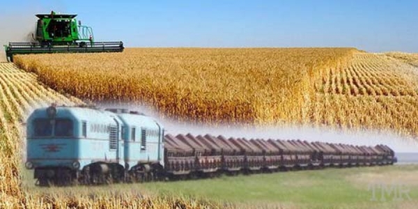 Улаанбуудайн тариалалт 40 хувиар буурчээ