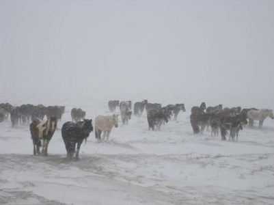 Цас орж, 43-48 градус хүрч хүйтэрнэ