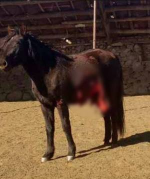 Адууг дайрсан бичлэгийг шалгана