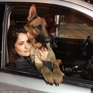 Сальма Хайекийн нохойг бууджээ