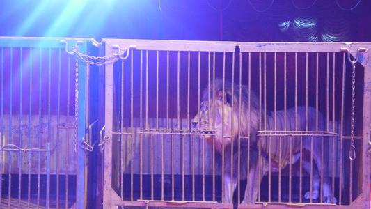  Арслангуудыг арван жил сургажээ