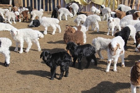 Мал төллөх үеийн цаг агаарын нөхцөлийн зөвлөмж