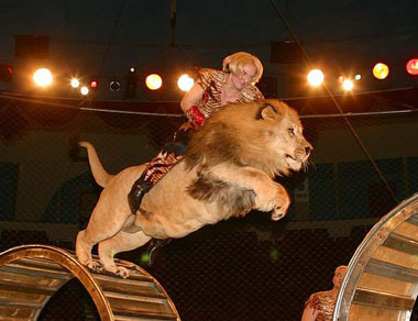 “Дэлхийн цирк Монголд” тоглолт өнөөдөр эхэлнэ