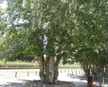 284 эм улиасанд 743 ширхэг тариаг хийгээд байна