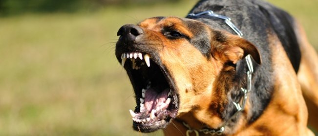 Нохойны эзэнд 2.6 жилийн ял оноолоо 