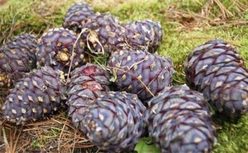 Самарт явсан иргэн төөрчээ