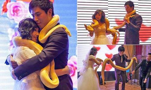 Бөгжний оронд могой бэлэглэв