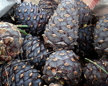 Самар түүхээр яваад амиа алджээ