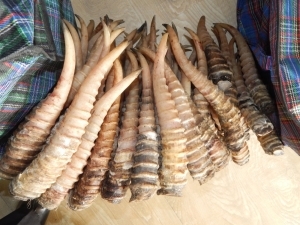 Бөхөнгийн 78 ширхэг эврийг хураажээ