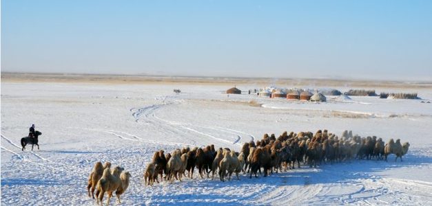 Өвөлжилтийн өмнө малаа зах зээлд гаргаж эхэллээ