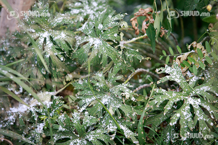 Маргаашнаас нойтон цас орж, цочир хүйтрэхийг анхааруулж байна