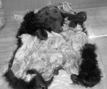 Баавгай агнасан этгээдийг саатуулан, шалгаж байна