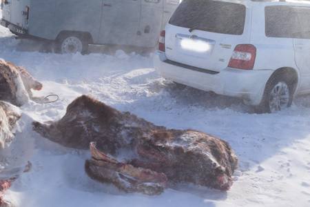 Аймаг дамжин мал хулгайлдаг этгээдийг барьжээ