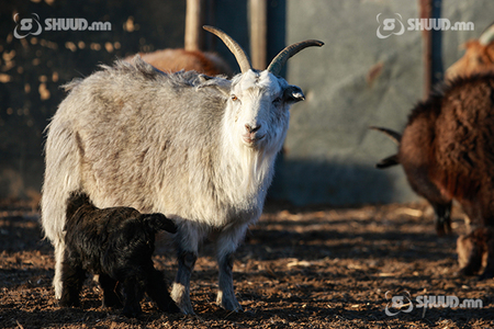 Улсын хэмжээнд 8.1 сая төл бойжиж байна