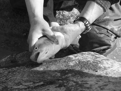 Тусгай хамгаалалттай “Даян” нуураас загас агнажээ