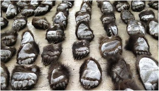 Х.Болорчулуун гишүүний дүү баавгайн савар гаргах гэж байгаад баригдлаа