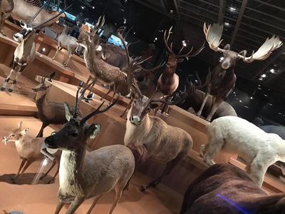 Токиогийн музейд аргаль, янгирын үзмэрийг дэлгэжээ