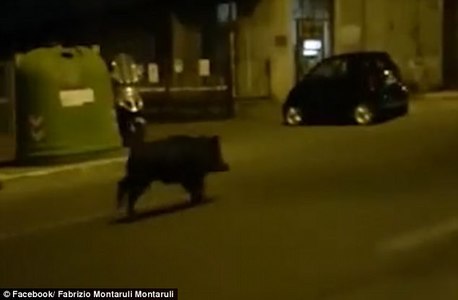 Бодон гахай хүний аминд хүрчээ