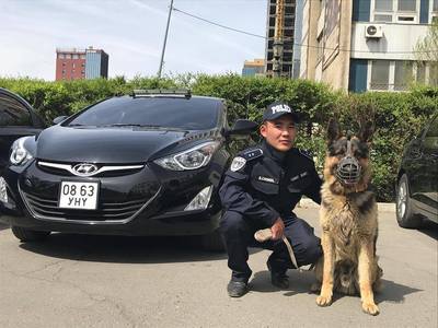 Үнэрч нохой адууны хулгайчийг илрүүлжээ