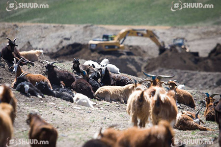 Аадар бороонд нэг айлын 150 ишиг, 50 ямаа хорогджээ