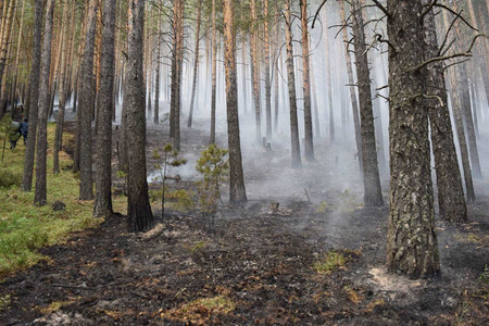 Түймрийн голомтод 180 гаруй алба хаагч ажиллаж байна