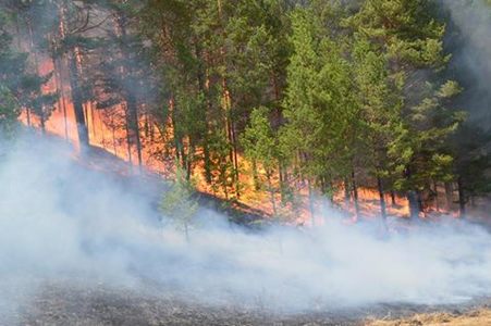 Долоон түймрийг цурманд оруулаад байна