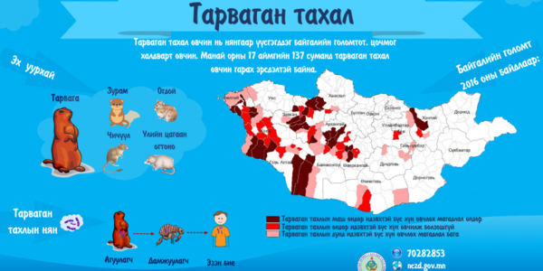 Тарваган тахал өвчнөөс урьдчилан сэргийлье