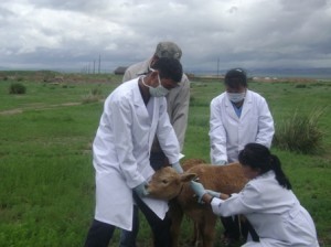 Ар согоотод бэлчээрлэсэн малаас шүлхийн шинж тэмдэг илэрчээ 