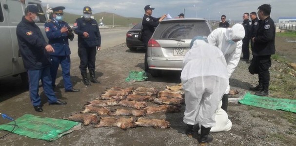 Их хэмжээний тарваганы мах илрүүлж, хураалаа