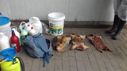 Хууль бусаар тарваганы мах борлуулж байсныг илрүүлжээ