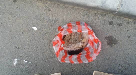 Явган хүний зам дээр үхсэн тарвага хаясан байжээ